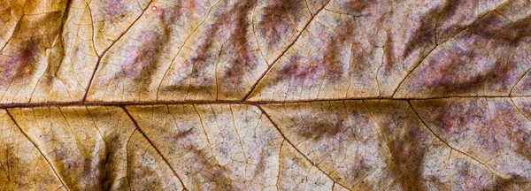 Macrofotografia Una Foglia Uno Sfondo — Foto Stock