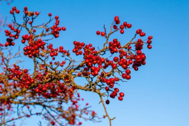 Alıç ağacı, sonbahar dikeninin meyveleri.