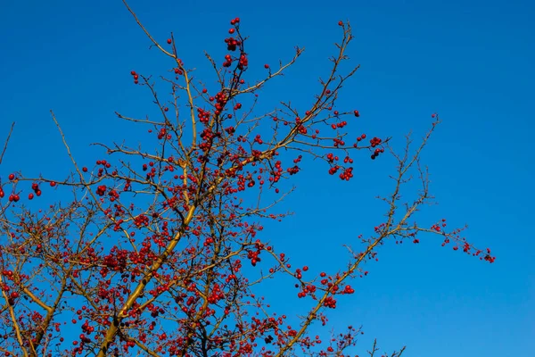 Weißdornbaum Die Früchte Des Herbstweißdorns — Stockfoto