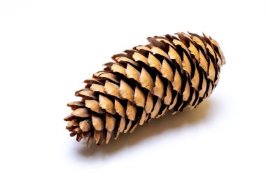 Beyaz bir arka plan üzerinde Ladin koni