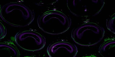 Alttaki şarap şişesi resmi.