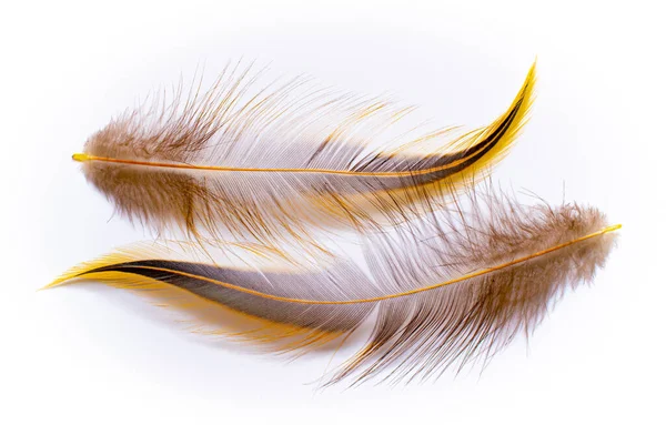 Beyaz Arkaplanda Kuş Tüyleri — Stok fotoğraf