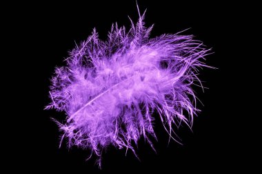 Siyah arkaplanda kuş tüyü