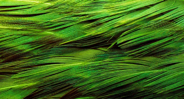 Background Bird Basant Feathers — Fotografia de Stock