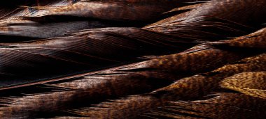 kuş temel tüyleri olan arkaplan.