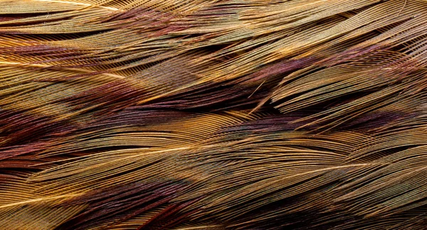 kuş temel tüyleri olan arkaplan.