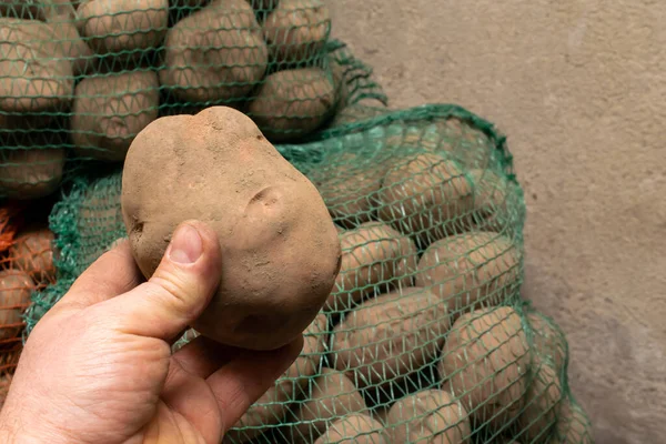 Kartoffel Der Hand Wintervorrat — Stockfoto