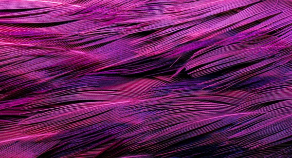 Background Bird Basant Feathers — Stock Photo, Image