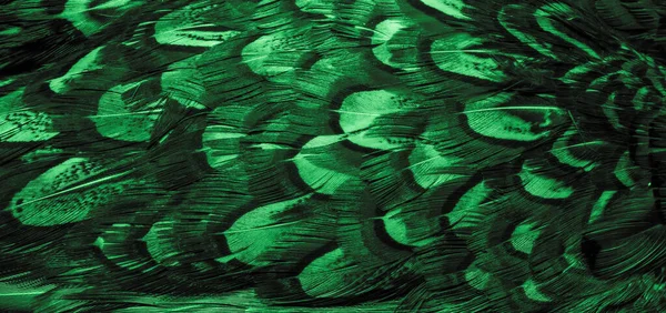 kuş temel tüyleri olan arkaplan.