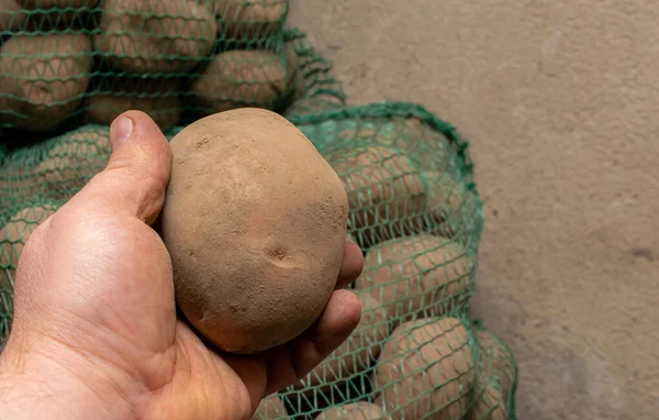 Картошка Руке Зимние Припасы — стоковое фото