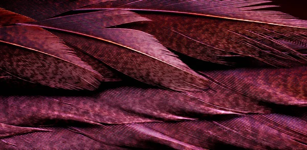 Background Bird Basant Feathers — Foto Stock