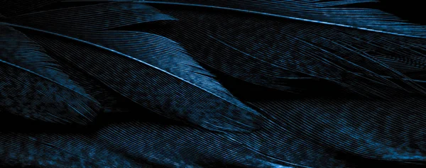 背靠鸟的基色羽毛 — 图库照片