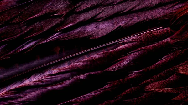 Background Bird Basant Feathers — 图库照片