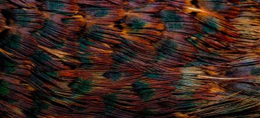 kuş temel tüyleri olan arkaplan.