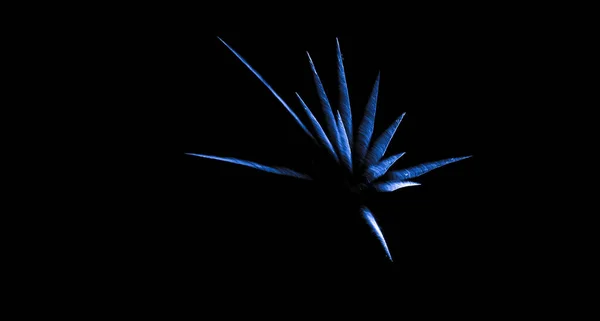 Palm Star Type Fireworks Isolated — Fotografia de Stock