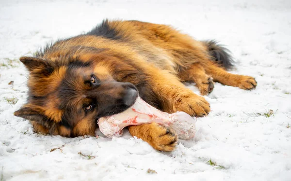 Cão Pastor Alemão Cabelos Longos Comendo Osso Neve — Fotografia de Stock