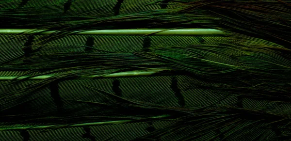 Background Bird Basant Feathers — Stockfoto