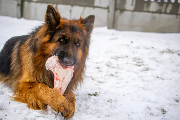 Cão Pastor Alemão Cabelos Longos Comendo Osso Neve — Fotografia de Stock