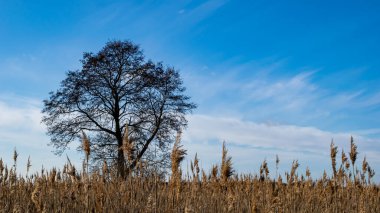 Bataklıklarda tek başına büyüyen siyah alder ağacı.