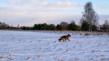 Alman çoban köpeği karlı çayırlarda yürüyor.