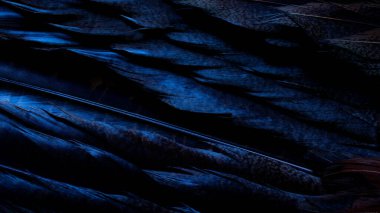 kuş temel tüyleri olan arkaplan.