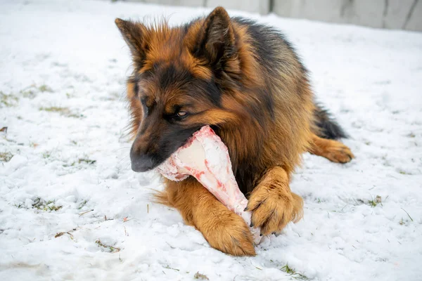 Cão Pastor Alemão Cabelos Longos Comendo Osso Neve — Fotografia de Stock