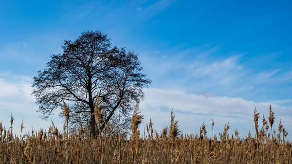 Bataklıklarda tek başına büyüyen siyah alder ağacı.