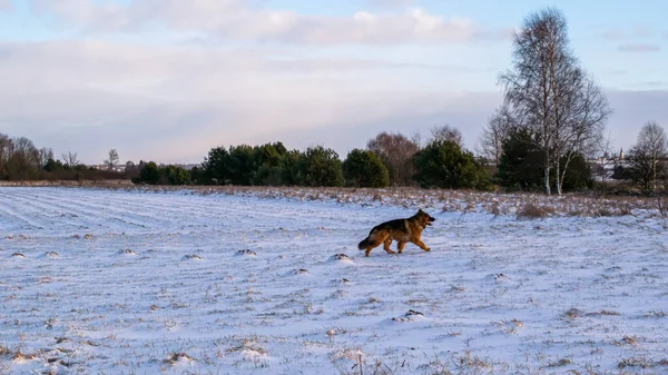 Alman çoban köpeği karlı çayırlarda yürüyor.
