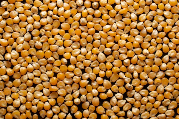 Siyah arkaplanda mısır taneleri