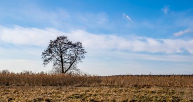 Bataklıklarda tek başına büyüyen siyah alder ağacı.