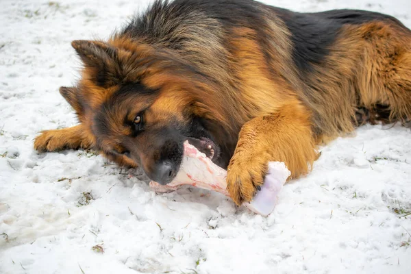 Cão Pastor Alemão Cabelos Longos Comendo Osso Neve — Fotografia de Stock