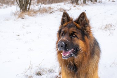 Alman çoban köpeği karlı çayırlarda yürüyor.
