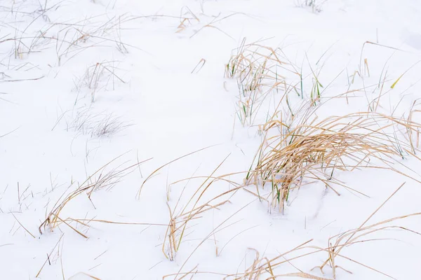 Hojas Hierba Que Sobresalen Debajo Nieve — Foto de Stock