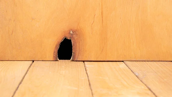 Duvardaki fare deliğinden