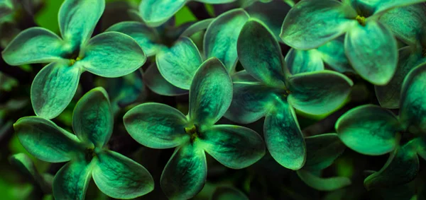 Groene Lila Bloemen Abstracte Macro Foto Voor Achtergrond — Stockfoto