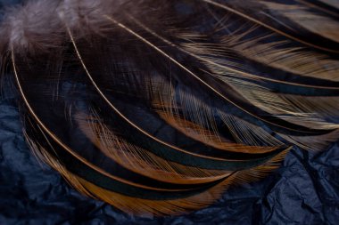 Siyah arkaplanda kuş tüyü