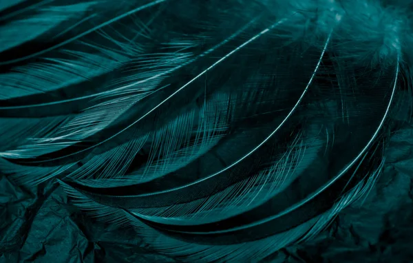 Пташине Перо Чорному Тлі — стокове фото
