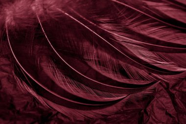 Siyah arkaplanda kuş tüyü