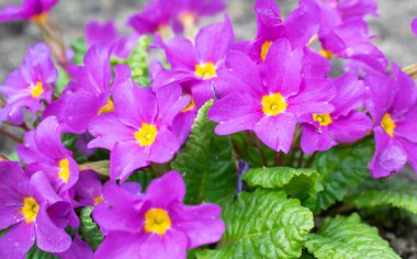 Bir demet bahar çiçeği, yakın plan.