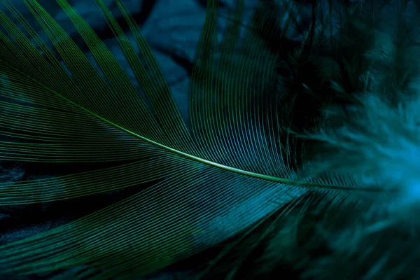 Siyah arkaplanda kuş tüyü