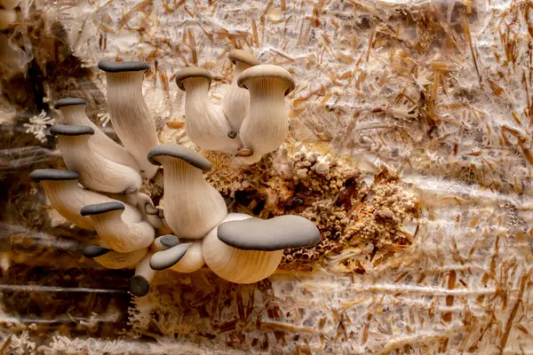 Houby Ústřic Pleurotus Ostreatus Domácí Kultivace — Stock fotografie