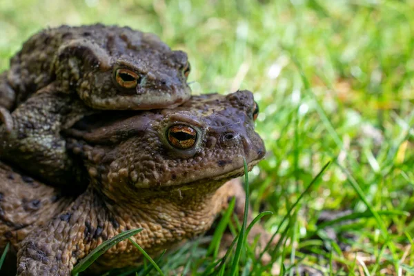 Páření Ropuchy Jaře Párek Samčích Samičích Ropuch Trávě — Stock fotografie