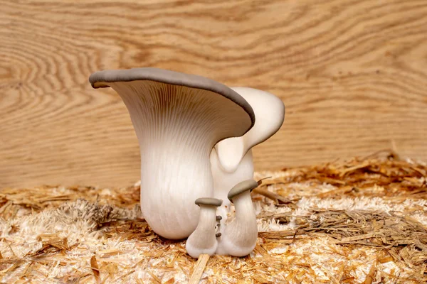 Houby Ústřic Pleurotus Ostreatus Domácí Kultivace — Stock fotografie