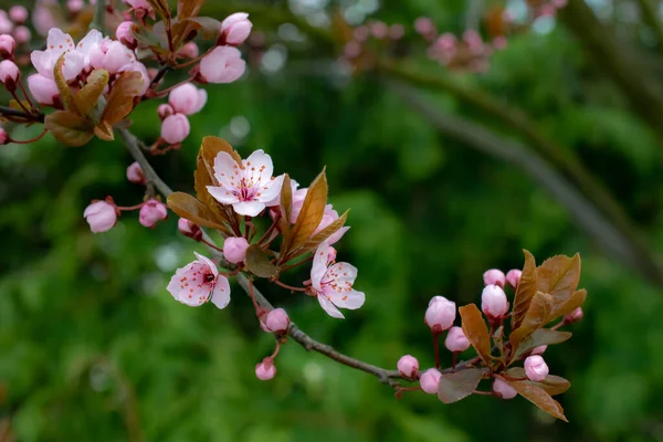 Blooming Japanese Cherry Tree Cherr — Stock Photo, Image