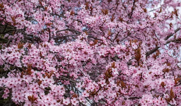 Cerisier Japonais Fleurs Tcherr — Photo