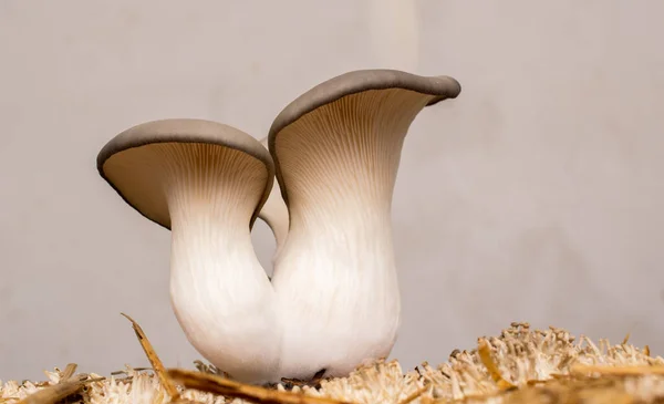 Grzyby Ostryg Pleurotus Ostreatus Uprawa Domowa — Zdjęcie stockowe