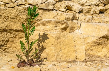 Duvardaki bir taş ocağında karahindiba yetişiyor.