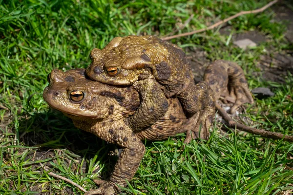 Mating Toads Spring Pair Male Female Toads Grass — Stock Photo, Image