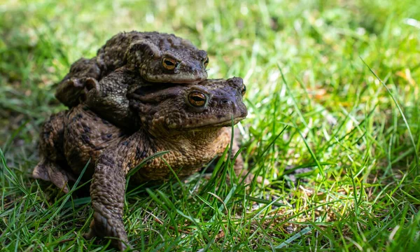 Rospi Accoppiamento Primavera Paio Rospi Maschi Femmine Sull Erba — Foto Stock