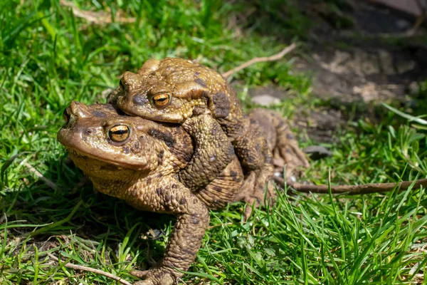 Páření Ropuchy Jaře Párek Samčích Samičích Ropuch Trávě — Stock fotografie